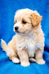 Cute puppy